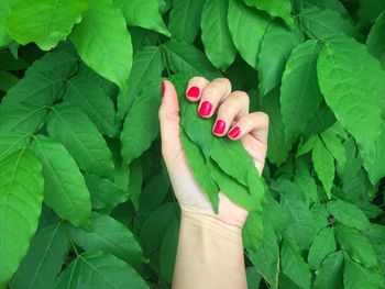 Close-up of cropped hand holding tree leaves