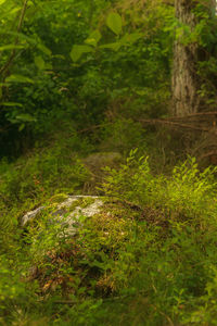 Close-up of plants and trees in forest