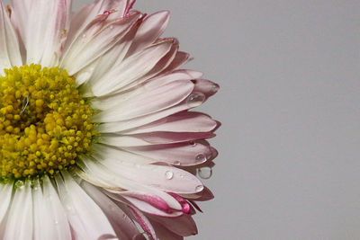 Close-up of pink flower