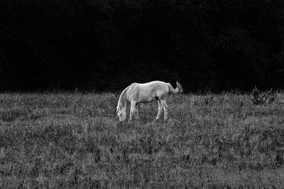 Horse grazing on field