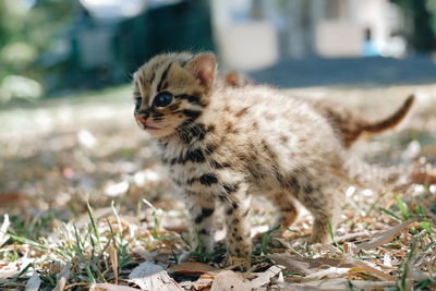 Close-up of a leopard cat