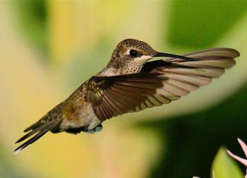 Close-up of hummingbird flying outdoors