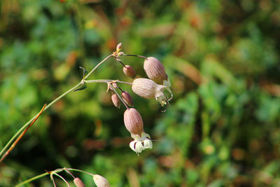 Close-up of flowering plant on field