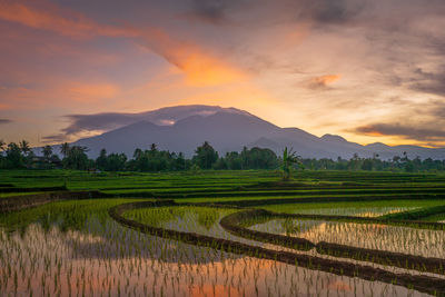 Scenic view of agricultural field against sky during sunset