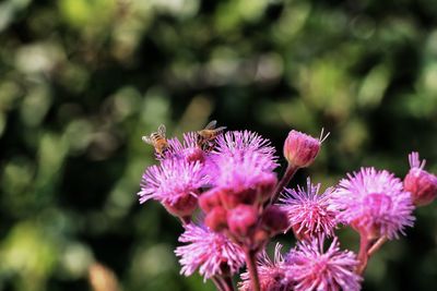 Close-up of bee on pink flower