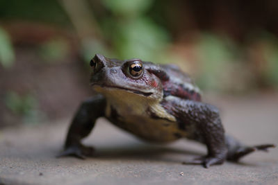 Close-up of frog