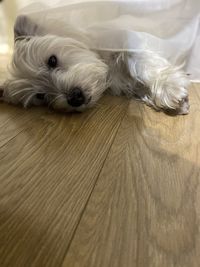 Portrait of dog relaxing on hardwood floor