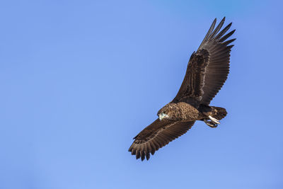 Low angle view of bird flying against clear sky