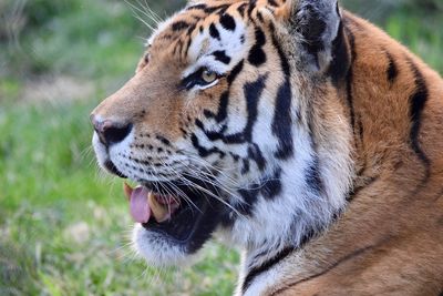 Close-up of a cat looking away