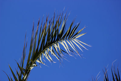 Low angle view of plant against blue sky