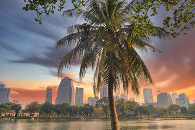 Palm trees against sky during sunset