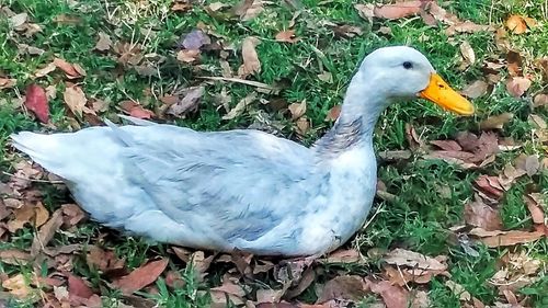 Close-up of bird on grass