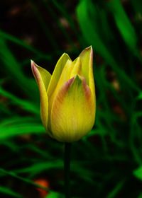 Close-up of yellow tulip