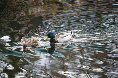 Ducks swimming on lake