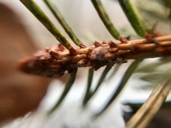 Close-up of flower plant