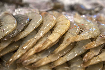 Shrimps at market for sale