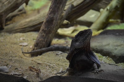 Close-up of lizard