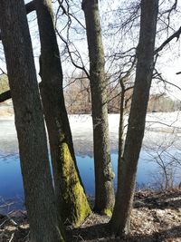 Bare tree by lake against sky