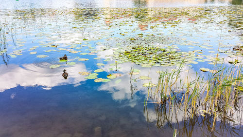 High angle view of ducks floating on lake