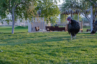 View of a bird on grass