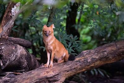 Leader of dholes sitting on the branch in the rain forest