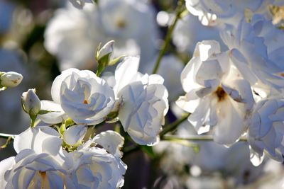 Close-up of white flowering plant