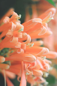 Close-up of orange flower