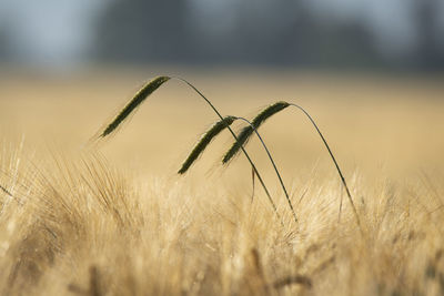 Close-up of wheat growing on field