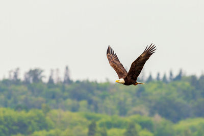 Bird flying against the sky