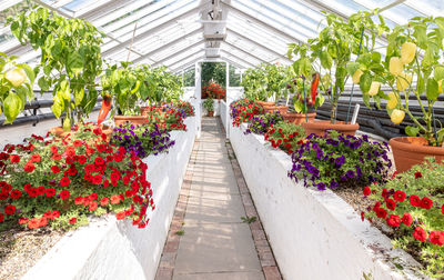 View of potted plants in greenhouse