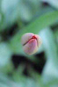 Close-up of pink flower bud