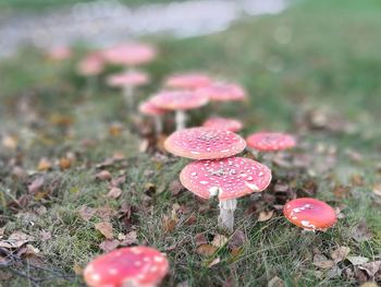 Close-up of fly agaric mushroom on field