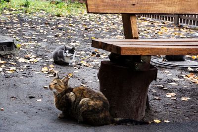 Cat looking away