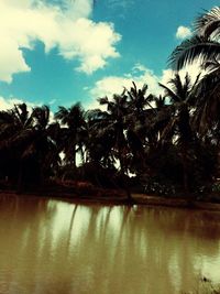 Reflection of palm trees in water