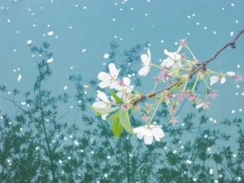 Low angle view of flowering plant against sky
