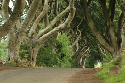 Trees in forest