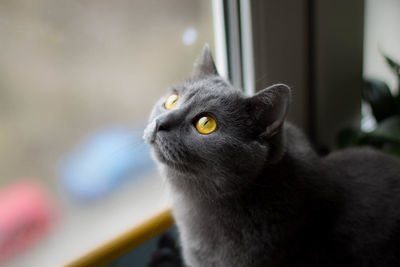 Close-up portrait of cat