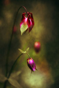 Close-up of pink flower on plant