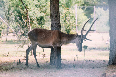 Deer in a forest