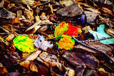 Close-up of maple leaves on fallen tree