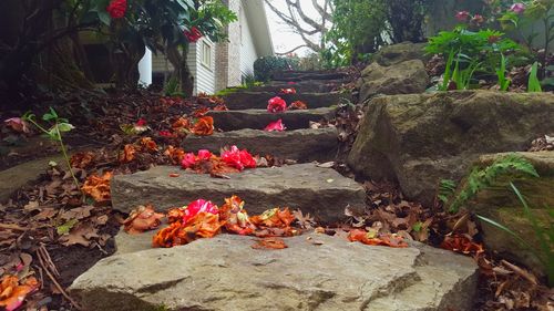 Leaves in autumn