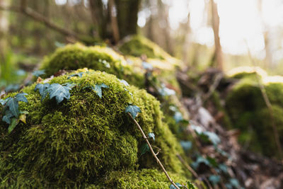 Close-up of moss growing on rock