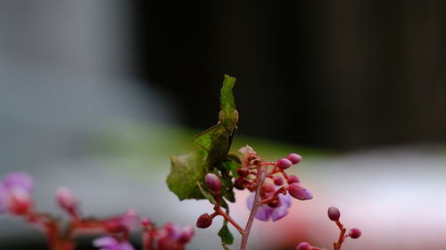 Close-up of ghost mantis on flowering plant 