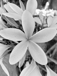 Close-up of flowers blooming outdoors