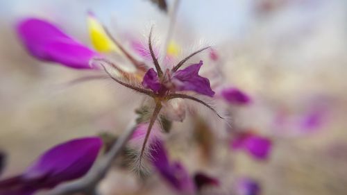 Close-up of flower