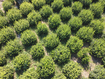 Rows of olive trees. olive grove aerial view.