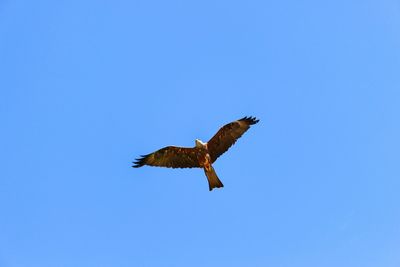 Low angle view of eagle flying in sky