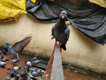 Close-up of pigeon perching on wall