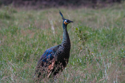 Close-up of bird perching on field