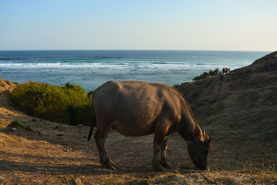 Horse on beach against sky